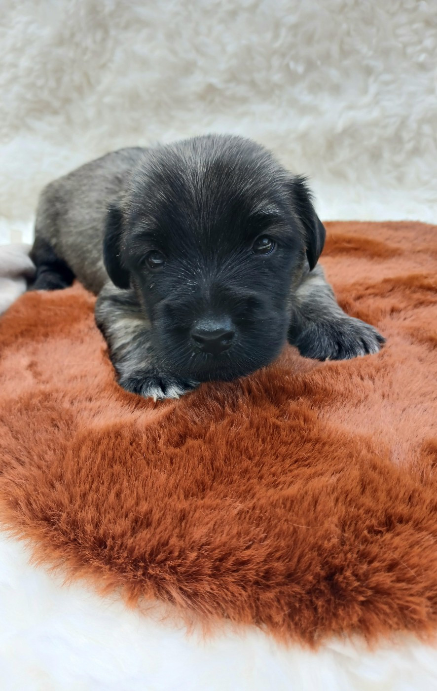Du Domaine D'Armadale - Chiots disponibles - Skye Terrier