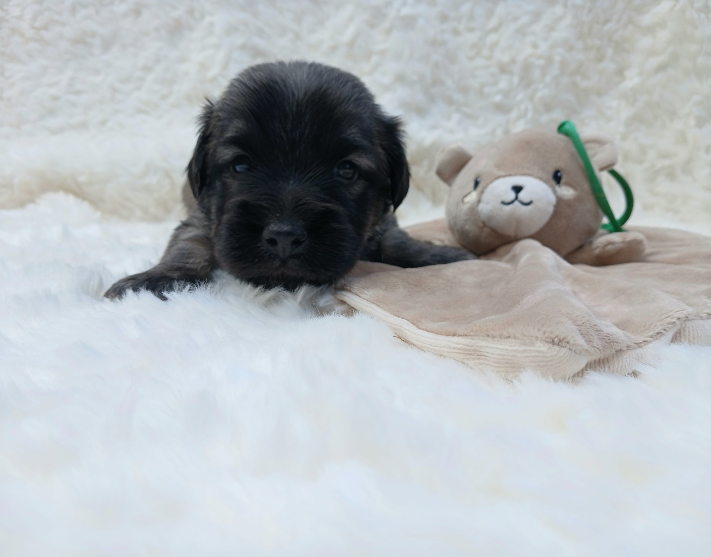Du Domaine D'Armadale - Chiots disponibles - Skye Terrier