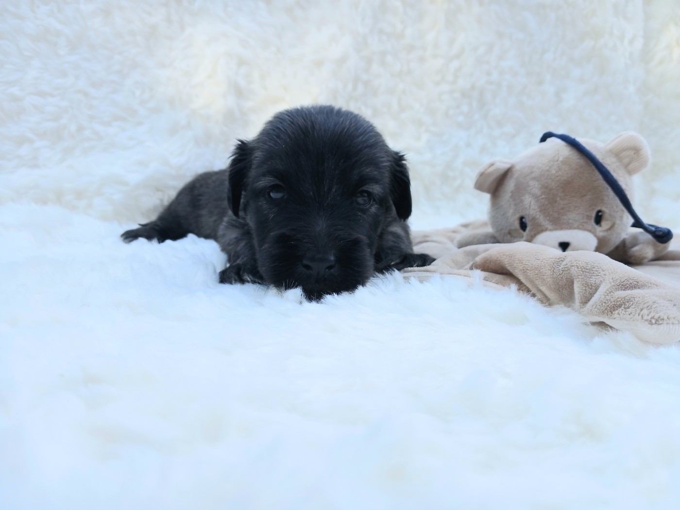 Du Domaine D'Armadale - Chiots disponibles - Skye Terrier