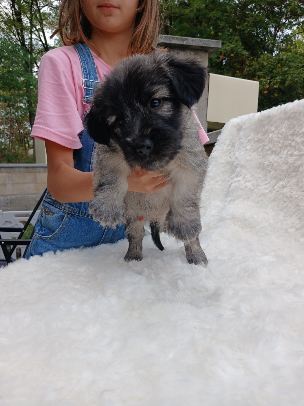 Du Domaine D'Armadale - Chiots disponibles - Skye Terrier