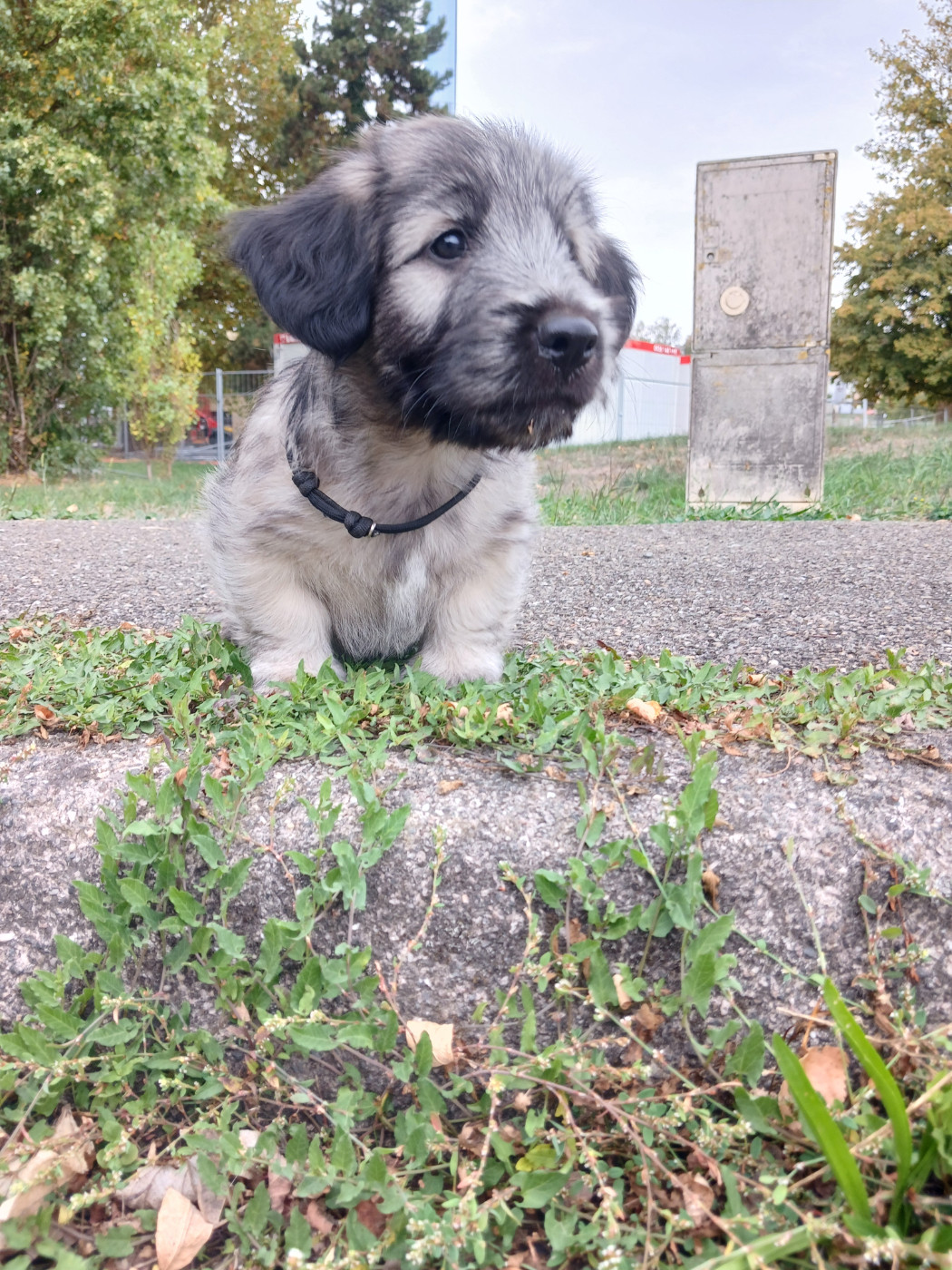Du Domaine D'Armadale - Chiots disponibles - Skye Terrier